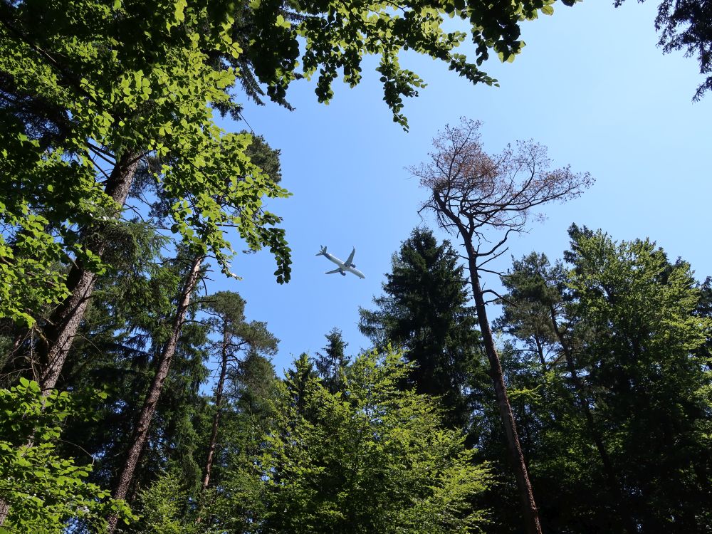 Flugzeug zwischen den Baumgipfeln