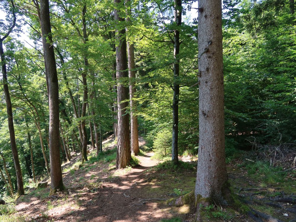 Waldpfad