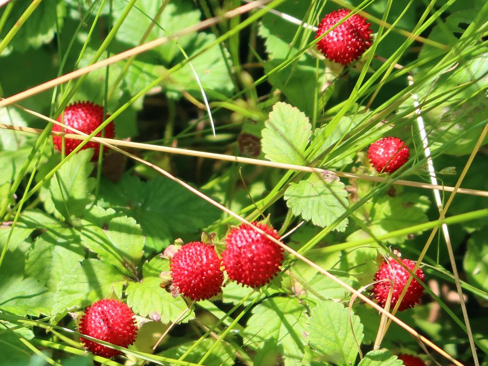 Walderdbeere