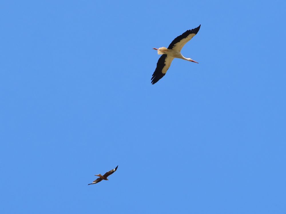 Storch und Rotmilan