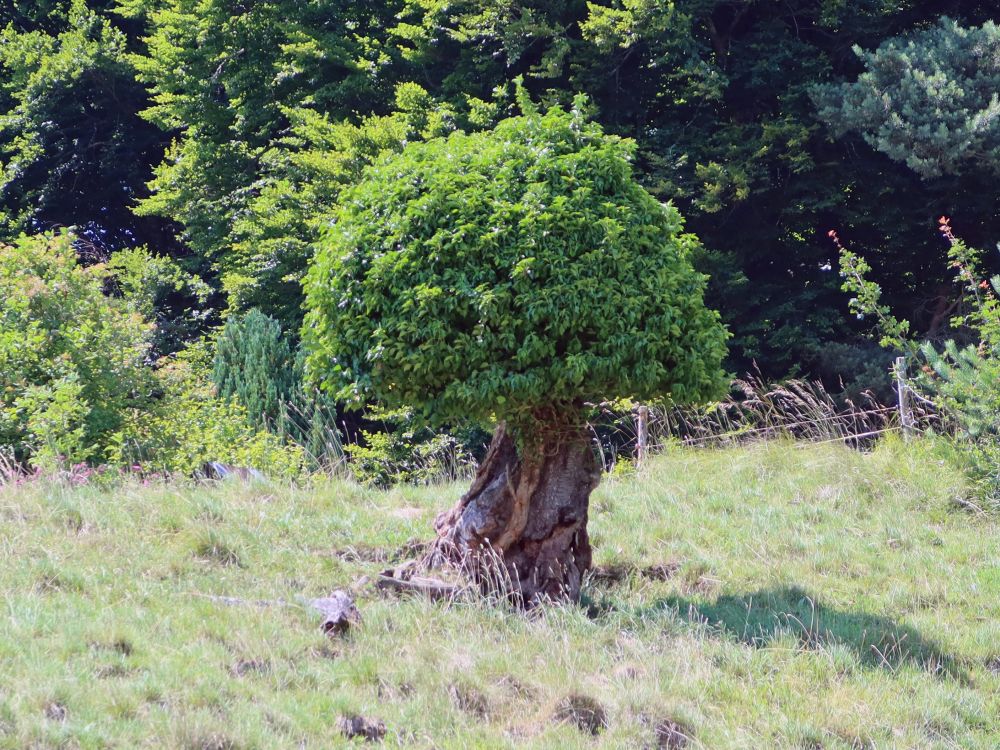 Pilzförmiger Baum