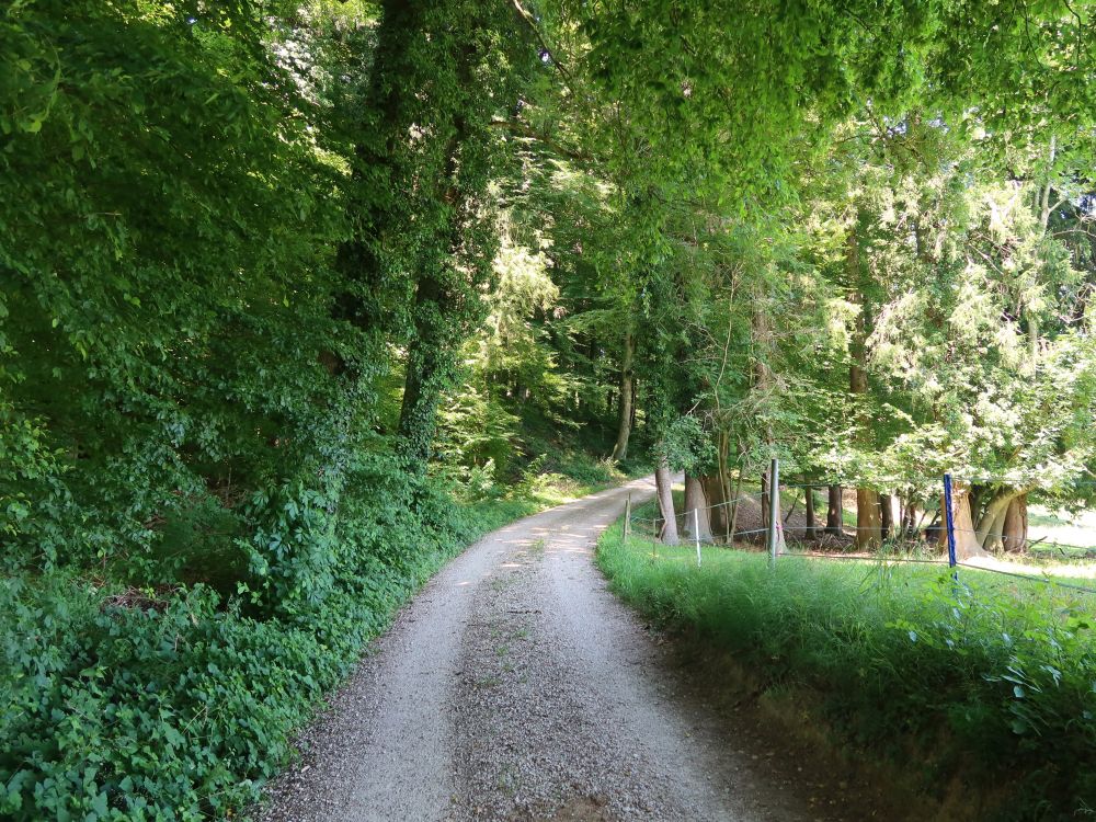 Waldweg