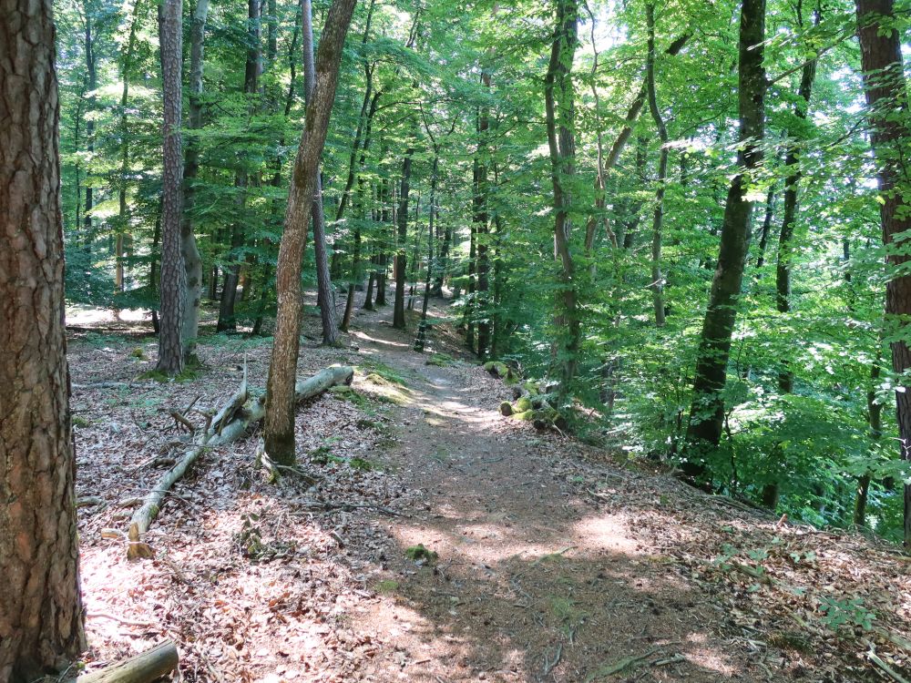 Waldpfad