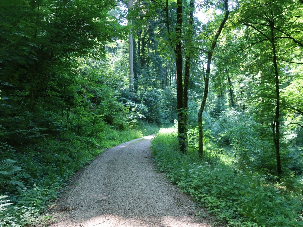 Waldweg