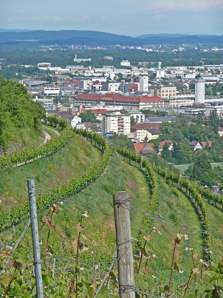 Singen hinterm Weinberg