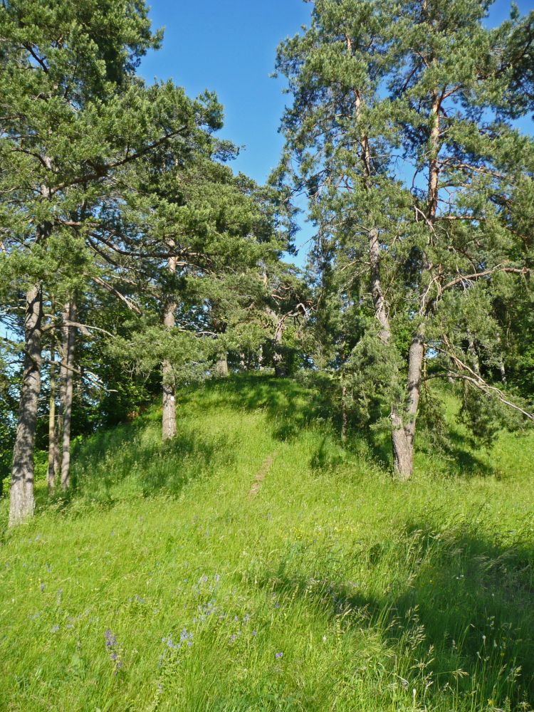 Wiesenpfad am Plören