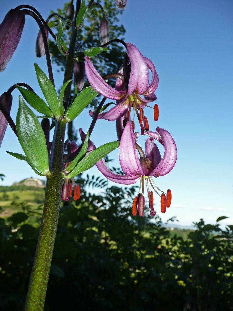 Trkenbund-Lilie (Lilium martagon)