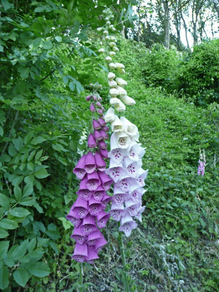 Roter Fingerhut (Digitalis purpurena)