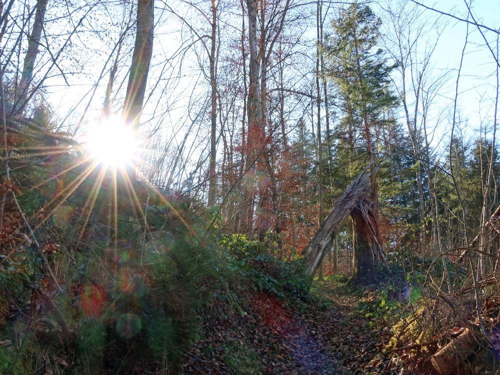 geknickter Baum mit Sonne