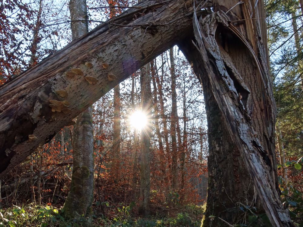 geknickter Baum mit Sonne