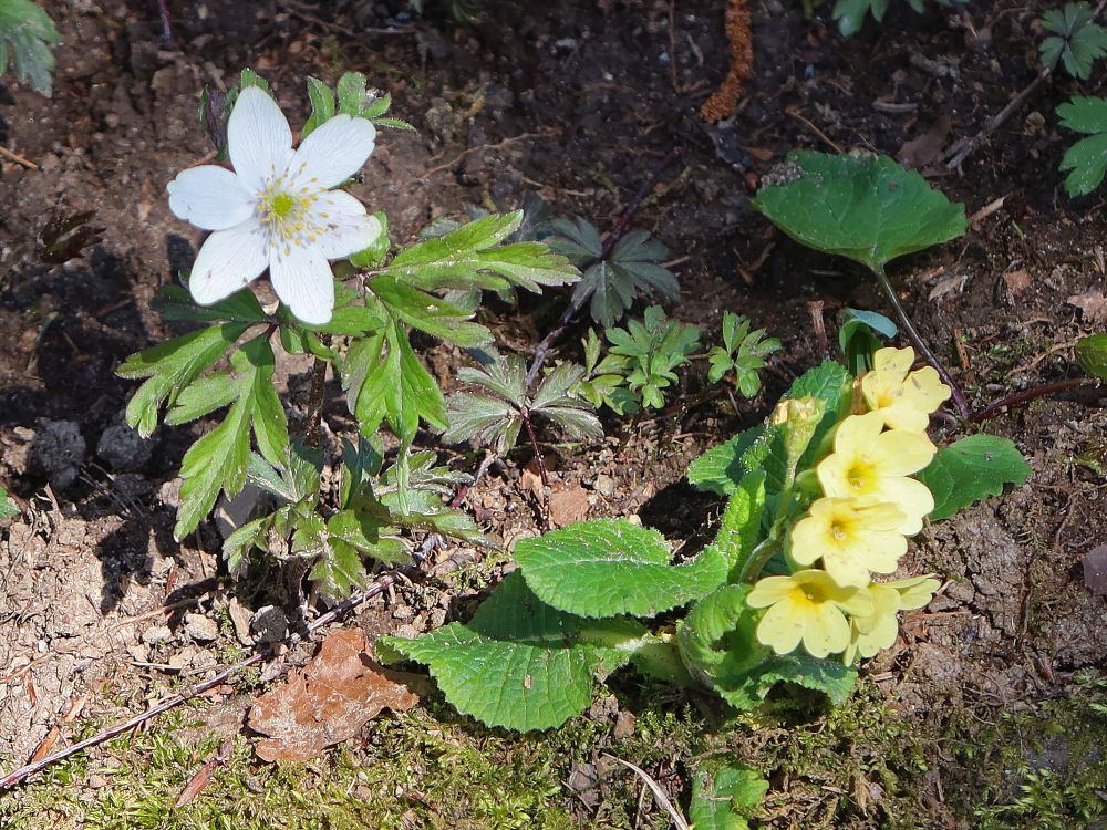 Buschwindrösschen und Schlüsselblume