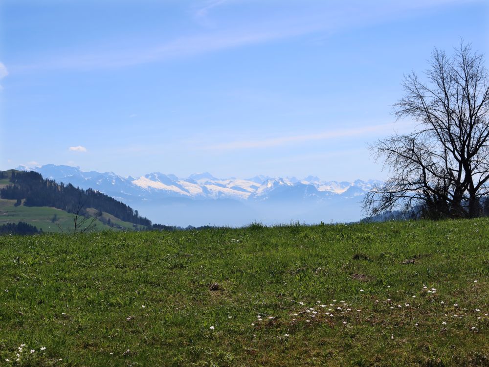 Glarner Alpen mit Tödi (mi.)