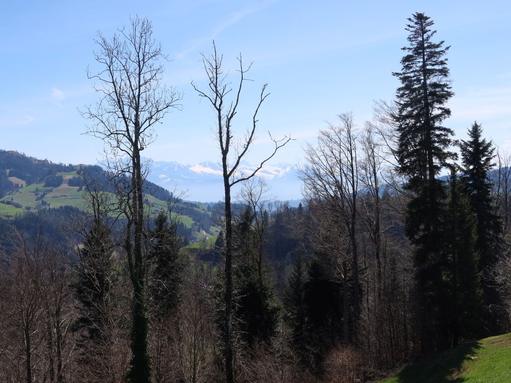 Glarner Alpen hinter Bäumen