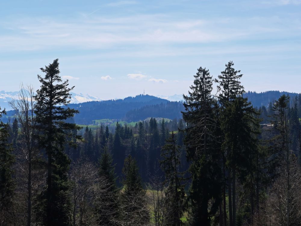 Blick Richtung Bachtel