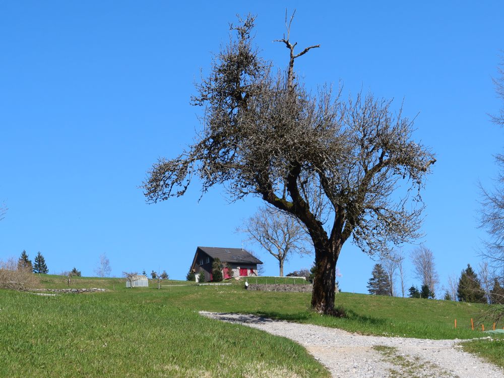 Baum bei Reinsberg