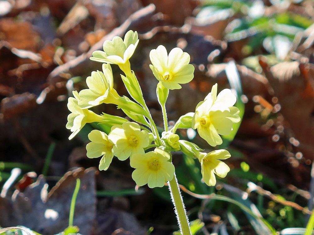 Schlüsselblume