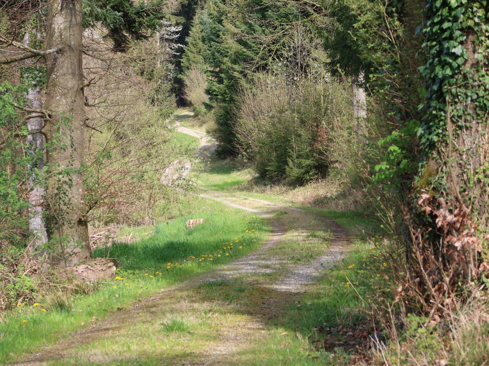 Waldweg