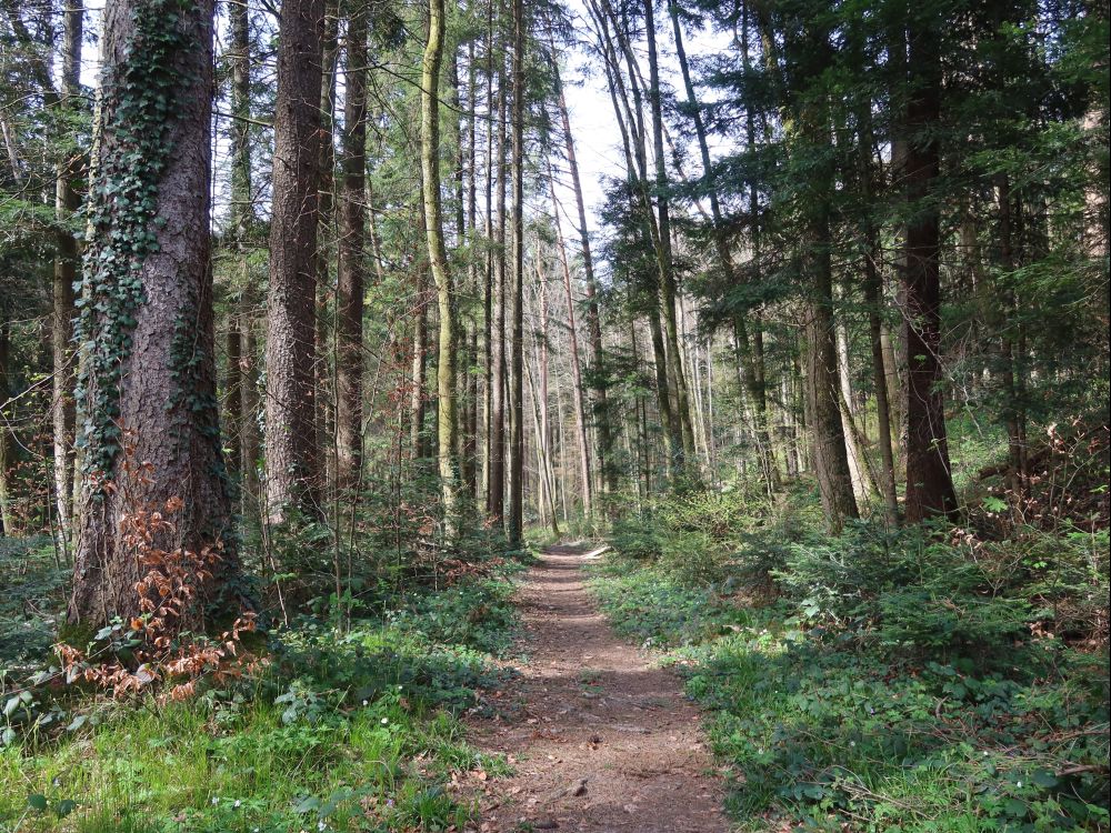 Waldweg