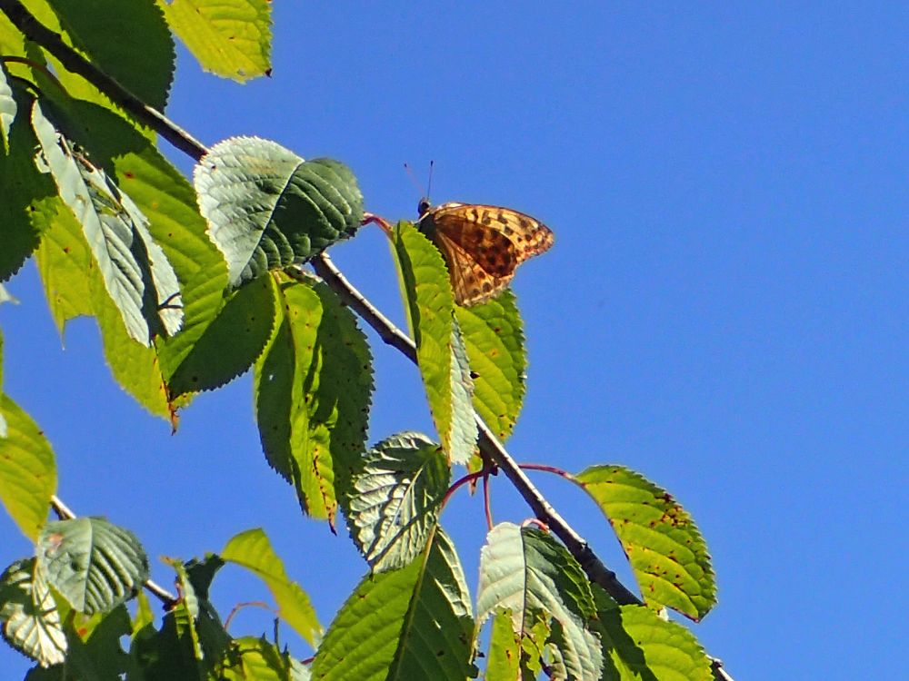 Schmetterling Kaisermantel