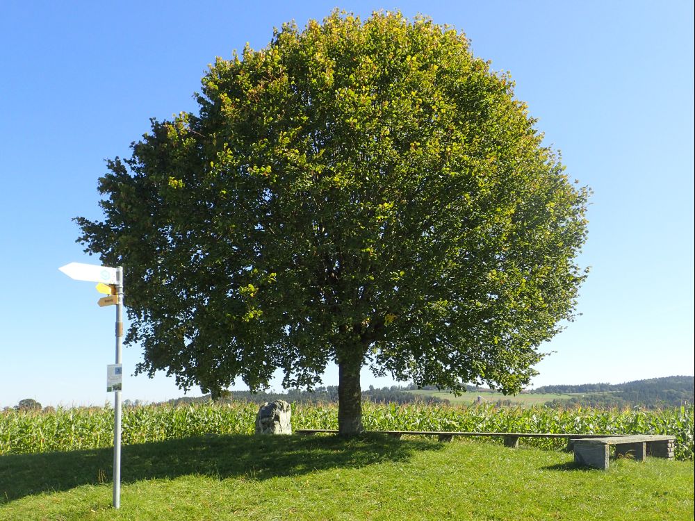 Baum bei Langacker