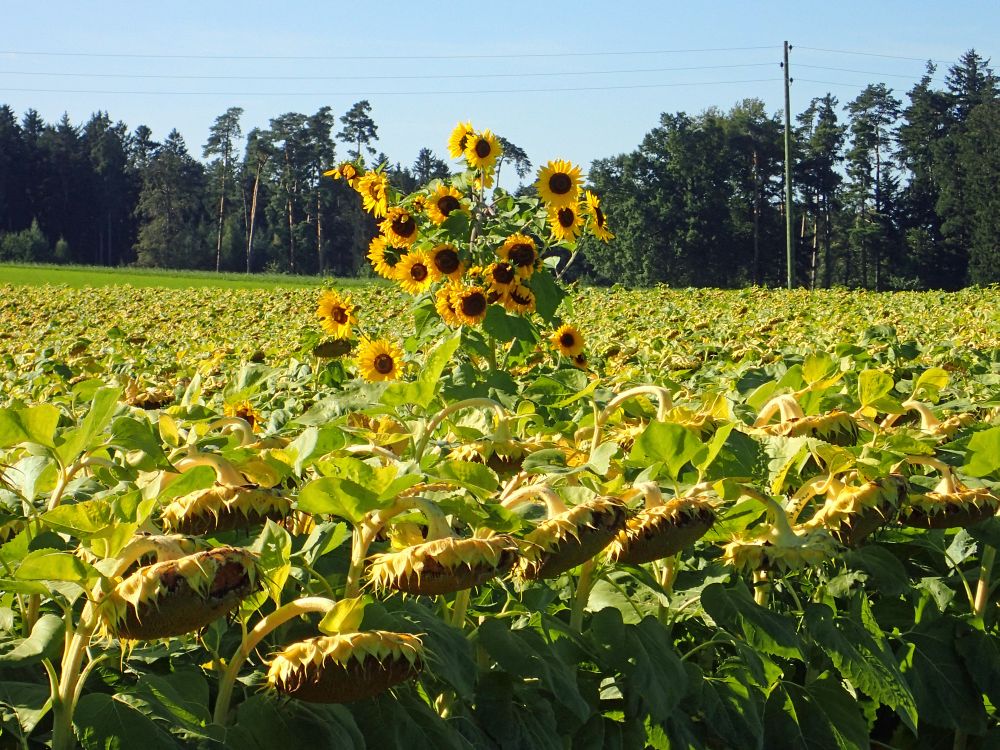 Sonnenblumen