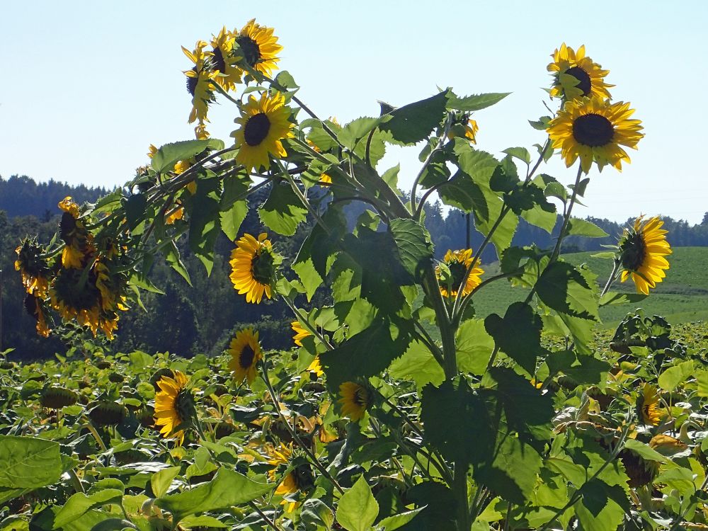 Sonnenblumen