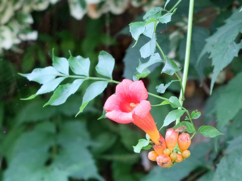 Bignonia