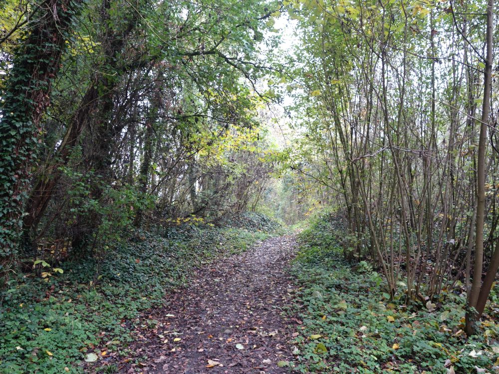 Waldpfad bei Neuhus