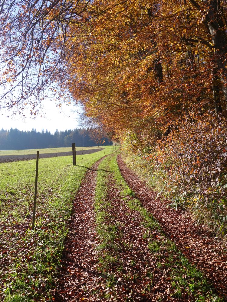 Herbststimmung