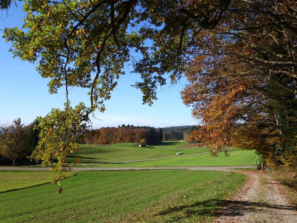 Waldrand am Steliacker