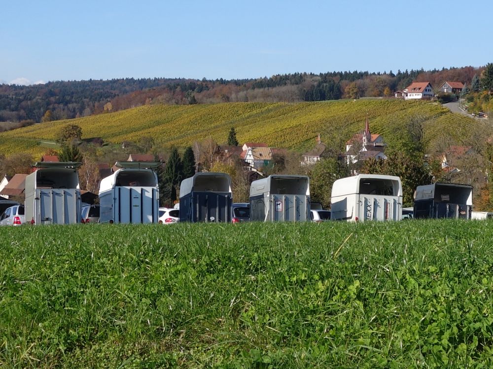 Weinberge und Pferdewagen