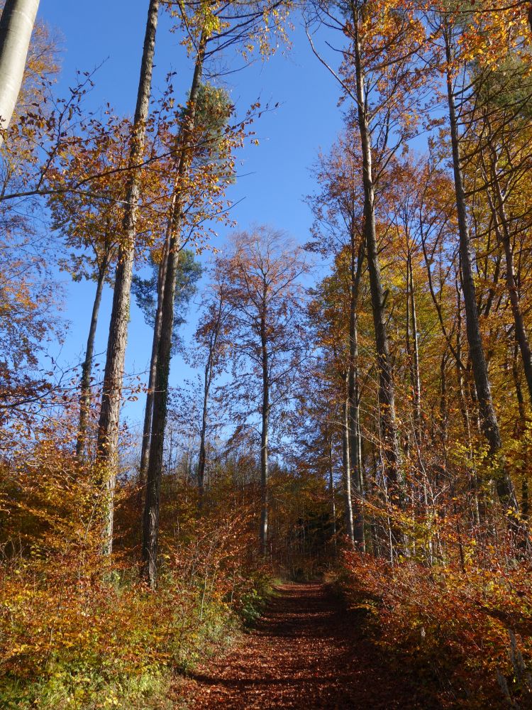 Herbststimmung