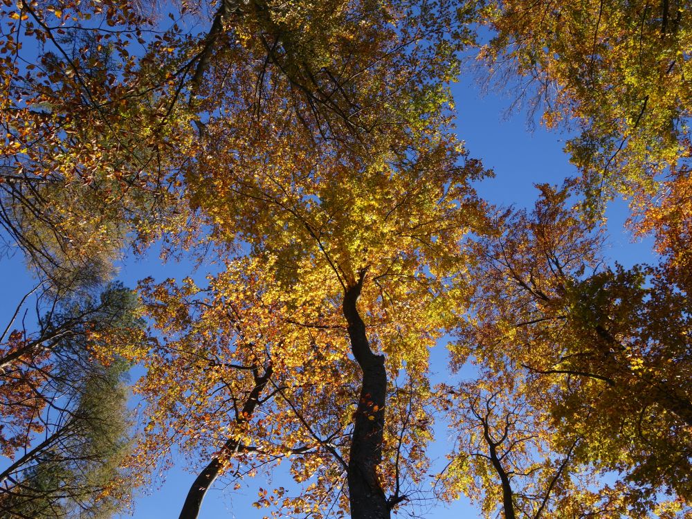 Herbststimmung