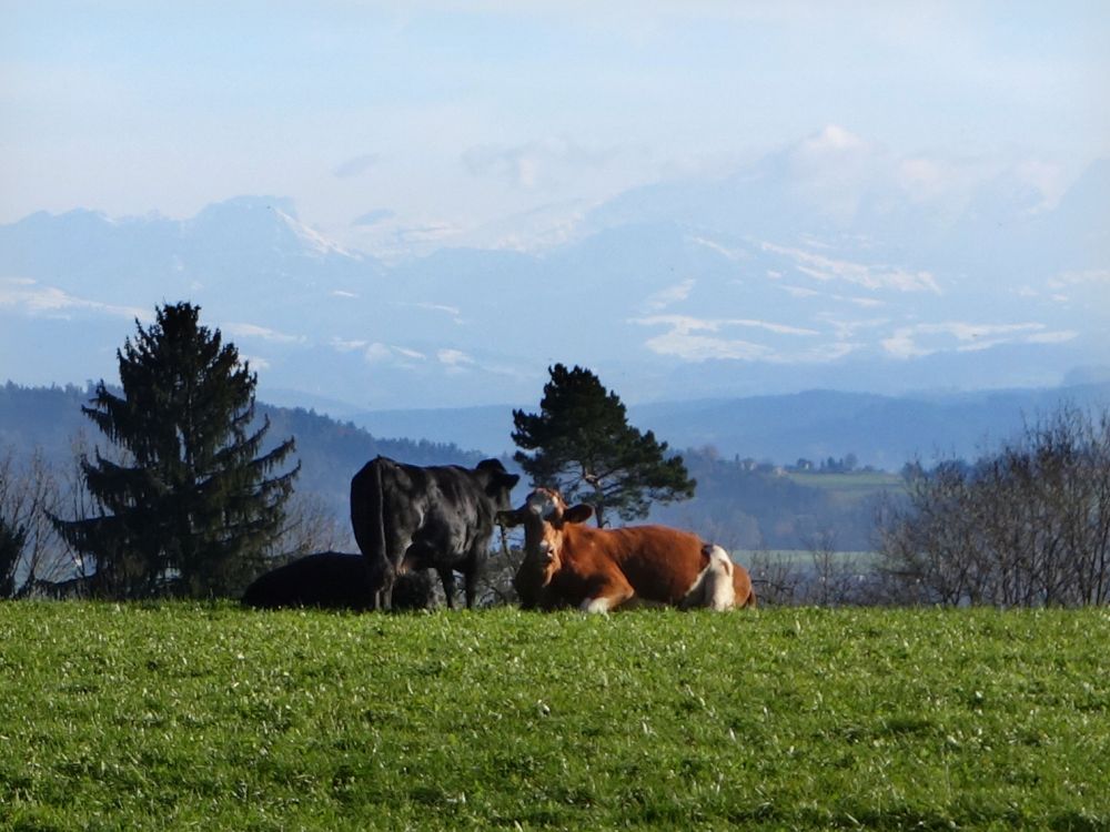 Khe und Blick zu den Alpen