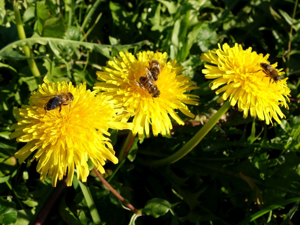 Lwenzahn mit Insekten