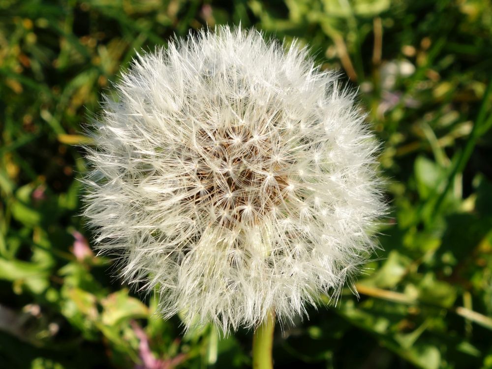 Pusteblume