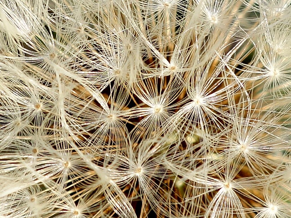 Pusteblume