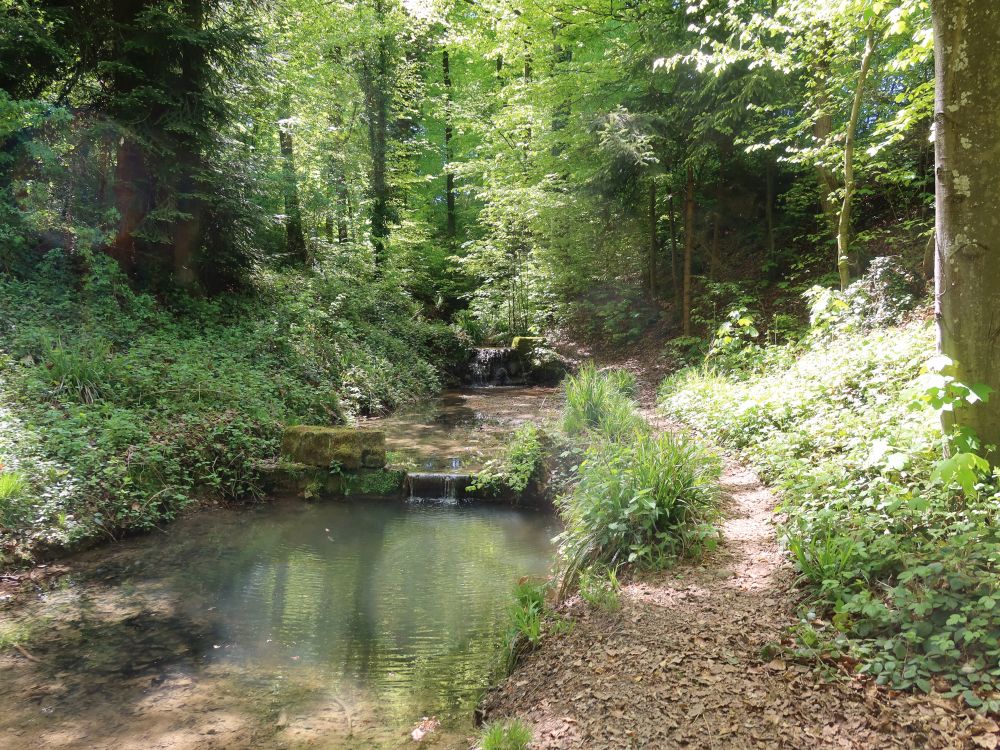 Pfad am Sägebach
