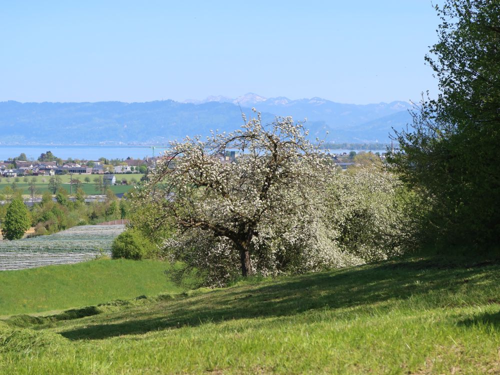 Blick Richtung Bodensee