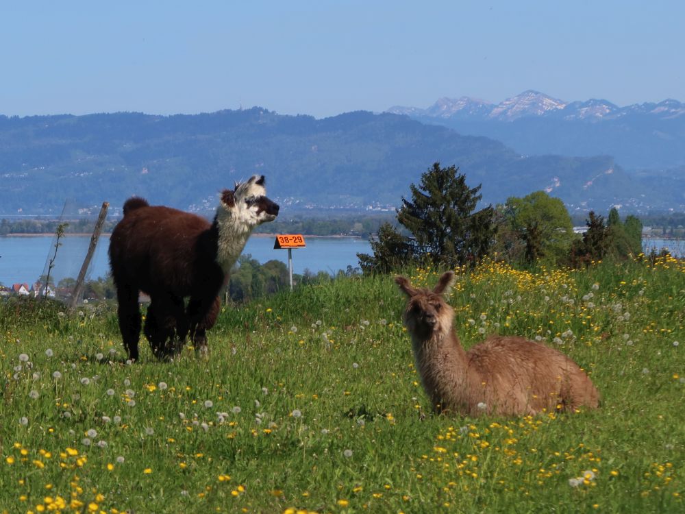 Lamas