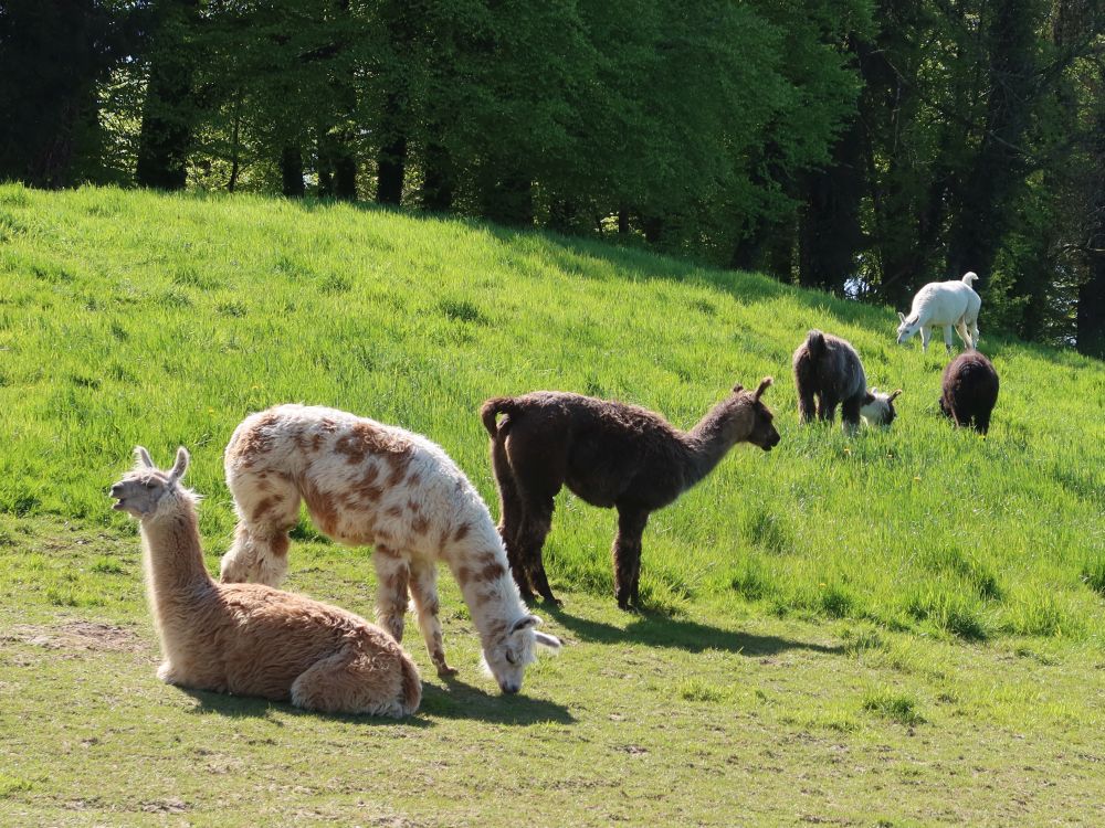 Lamas