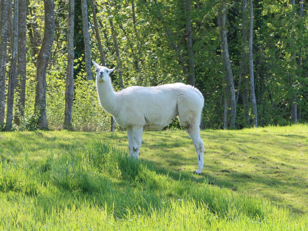 Lama