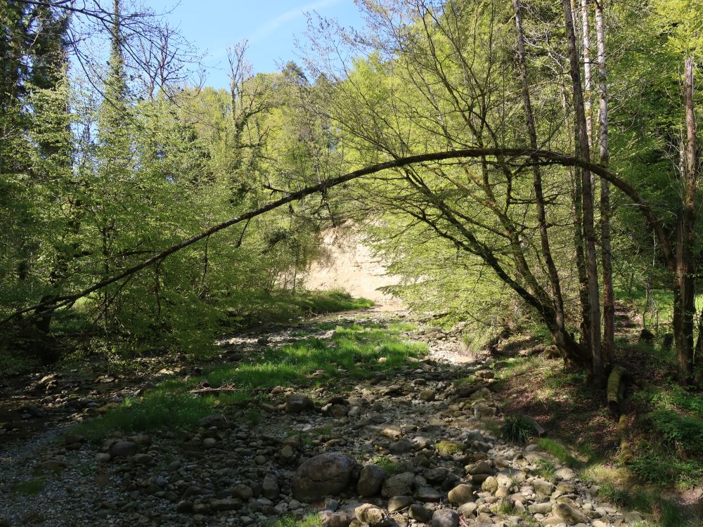 Steinach