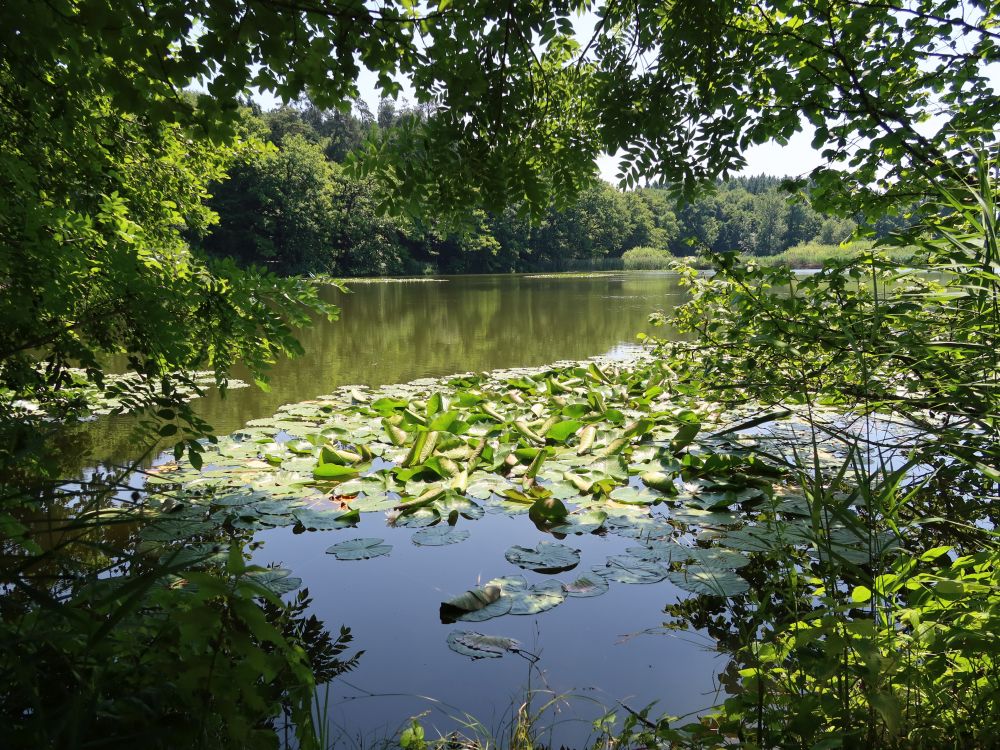 Steinibüelweiher