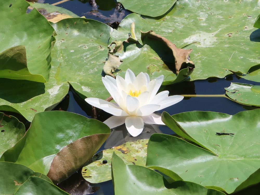 Seerose