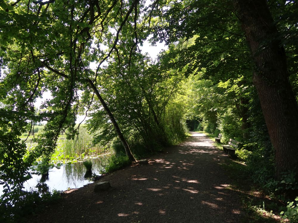 Weg am Steinibüelweiher