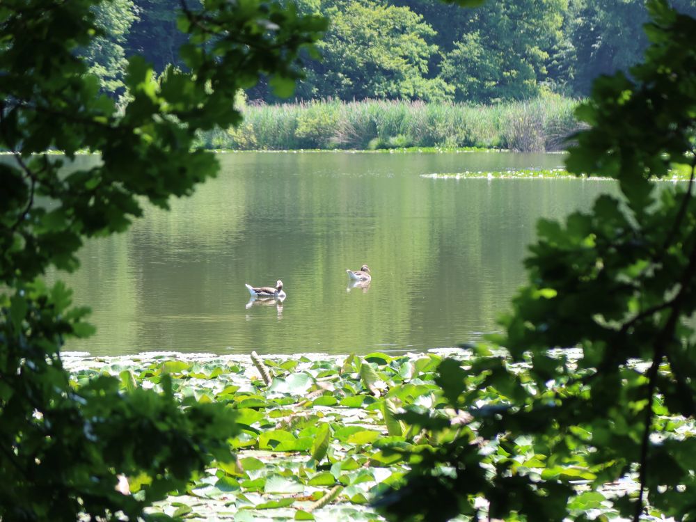 Enten im Steinibüelweiher
