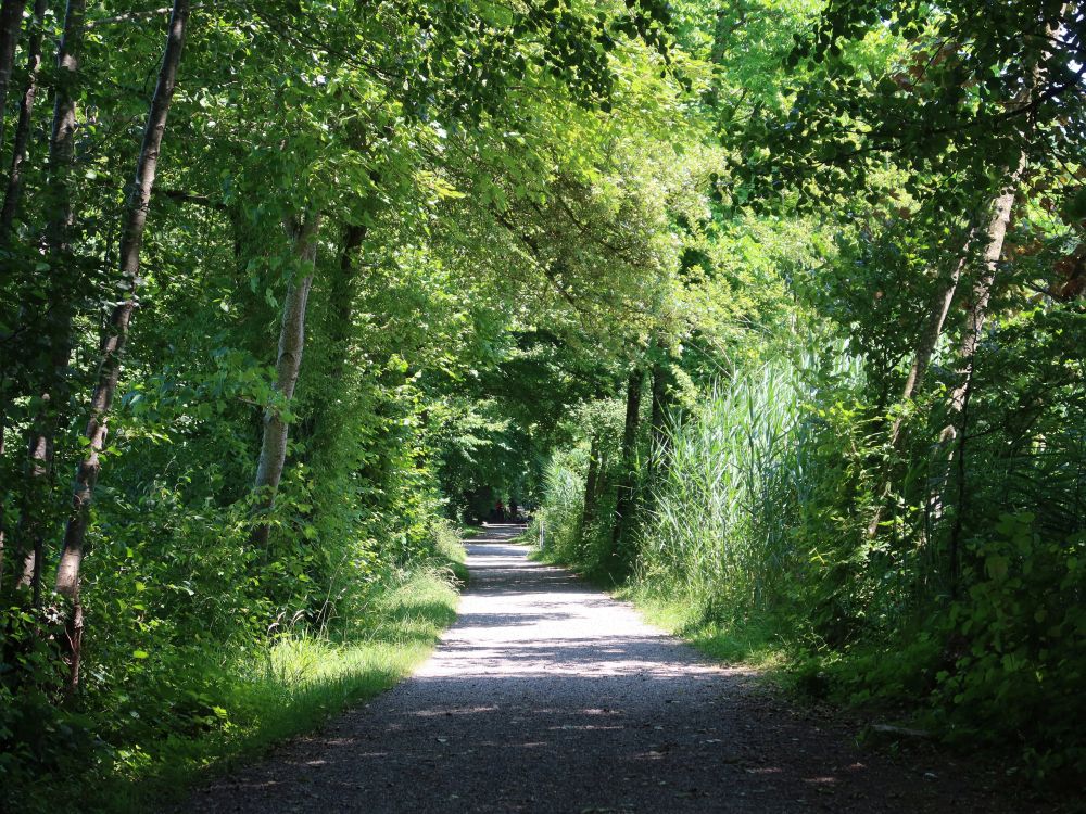 Weg am Steinibüelweiher