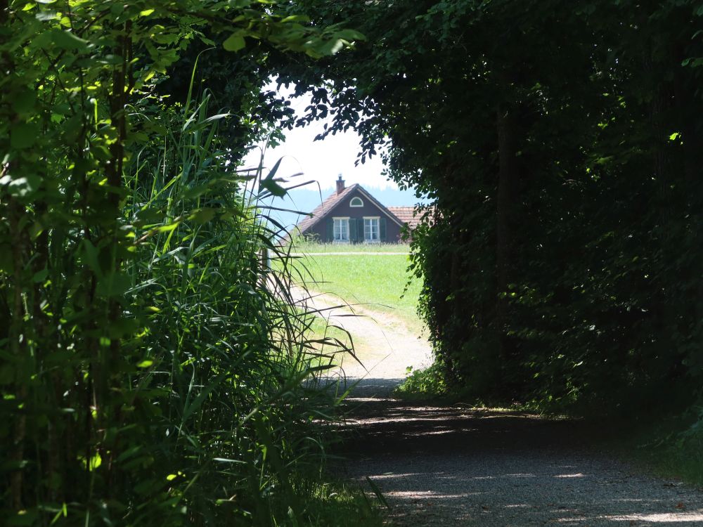 Hausgiebel zwischen Sträuchern