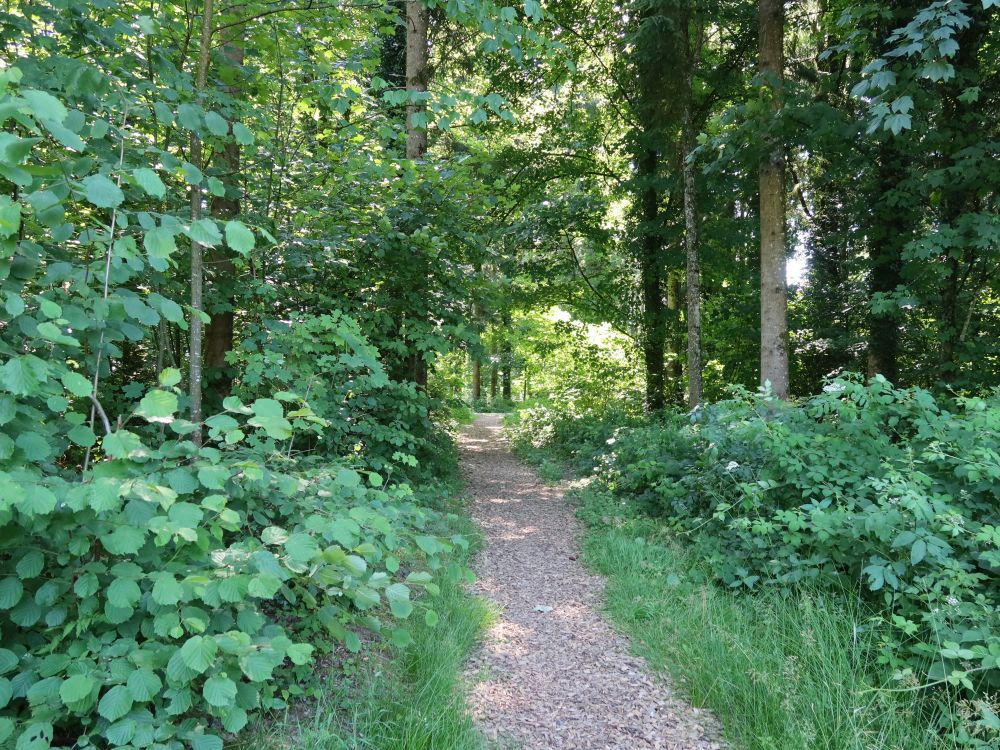 Waldpfad
